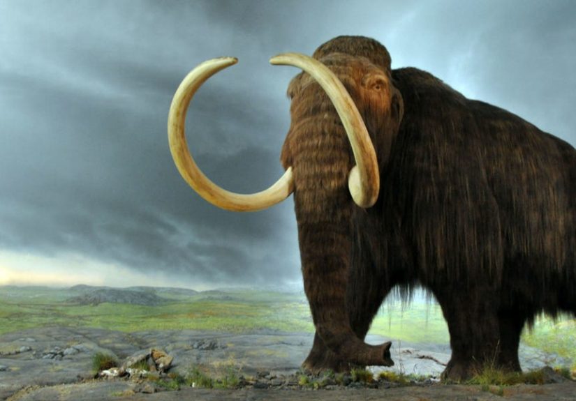 Oregon State Unearths a Mammoth Skeleton Under a Proposed Sports Complex