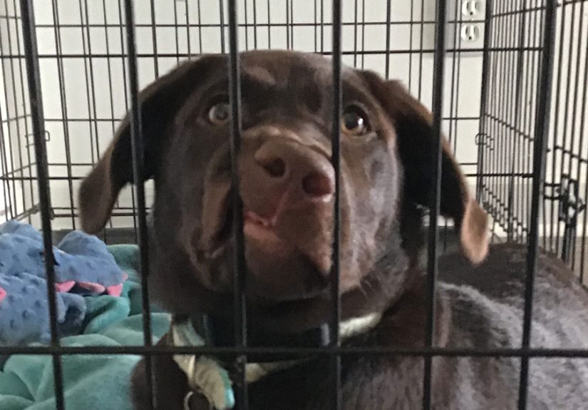 Pandas, Share A Dumb Pic Of Your Pet