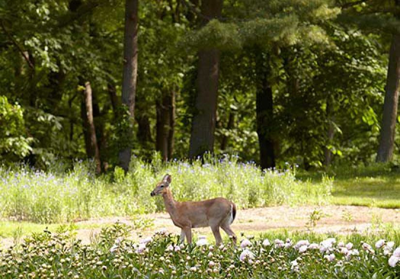 Protect Your Garden with Homemade Deer Repellent