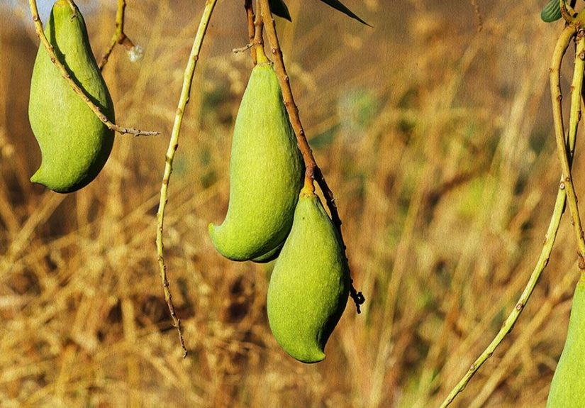 Saccharomyces boulardii probiotics: Uses and benefits