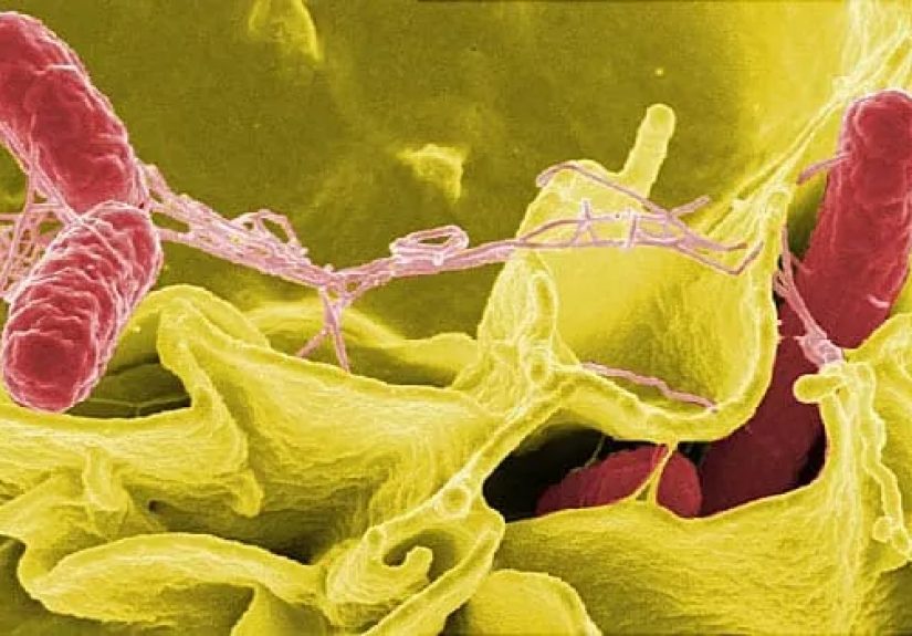 Salmonella FAQ