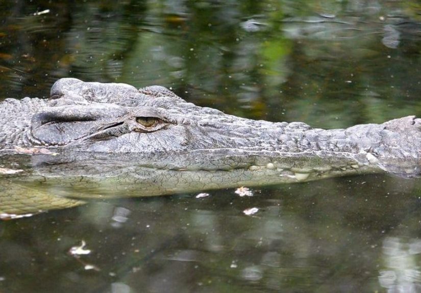 The 12 Weirdest Things Ever Found In Animal Stomachs