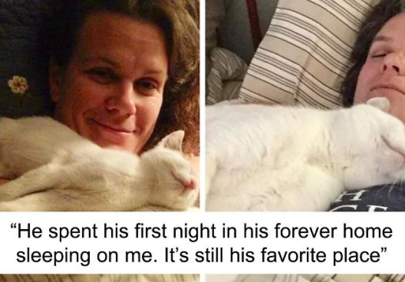 This Online Community Shares How Their Adopted Cats Looked Then & Now And It’s Heartwarming (30 Pics)
