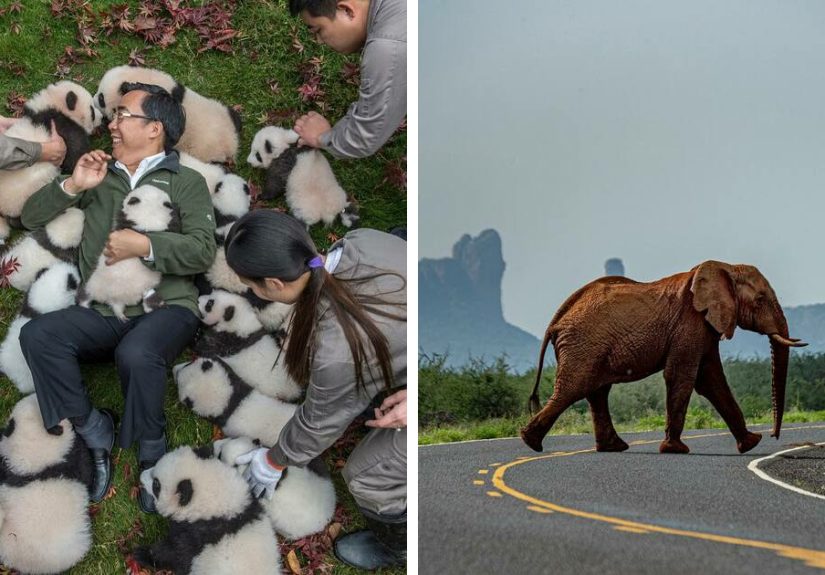 This Photographer Lived In Mud Huts, Wore A Panda Suit, And Changed How We See The World With Her Photos (20 Pics)