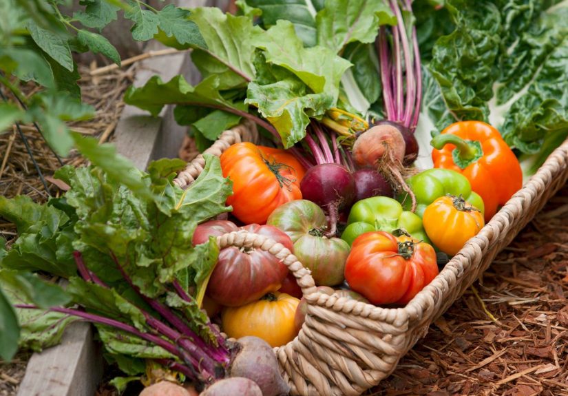 When Is Harvest Season for Your Garden’s Fruits and Veggies?