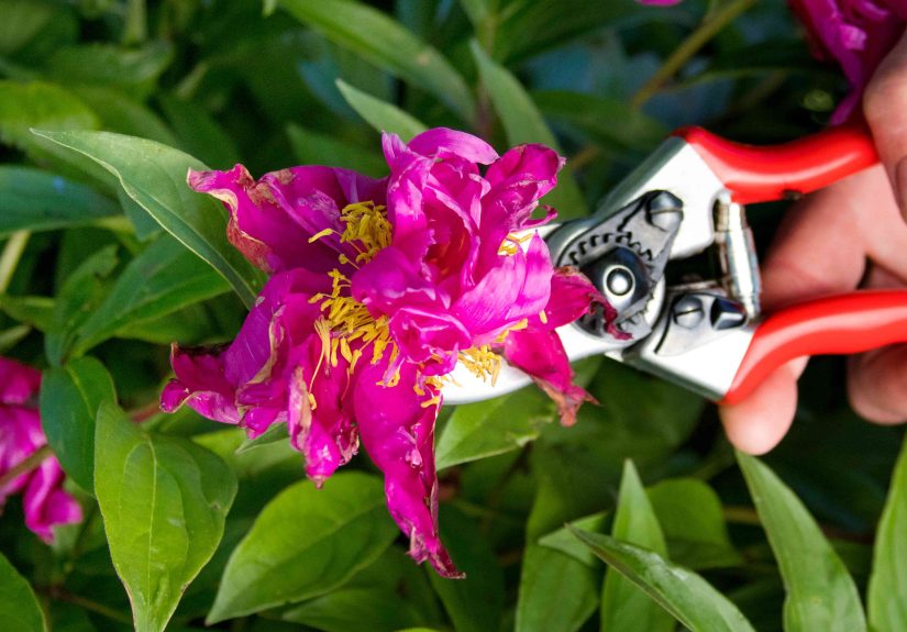 When to Cut Back Peonies