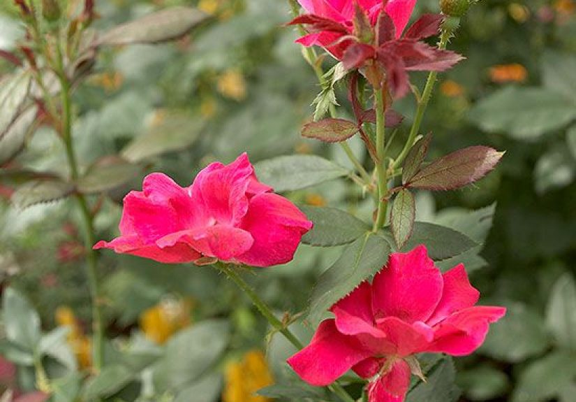 Why Won't My Knock Out Roses Bloom?