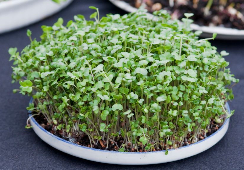 10 Best Types of Microgreens to Grow Indoors