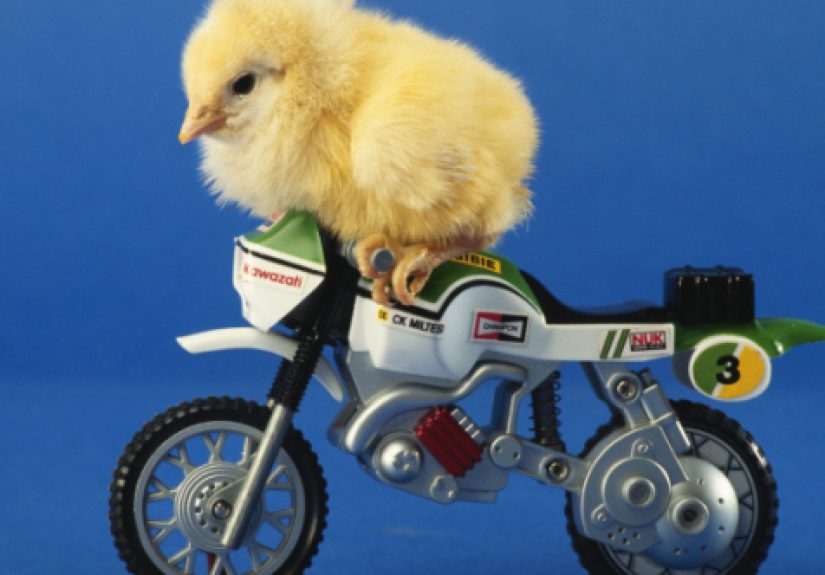 10 Surprisingly Interesting Facts About Chickens