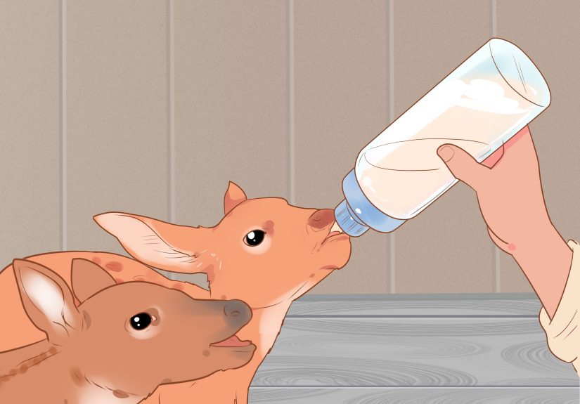 3 Ways to Bottle Feed an Orphaned Fawn