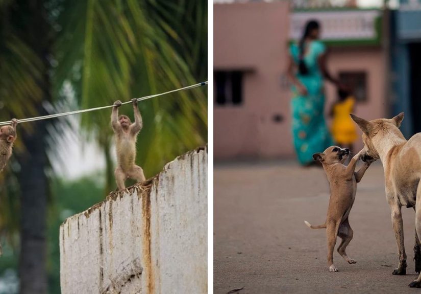 30 Animal Photos That Might Melt Your Heart By Guru Charan