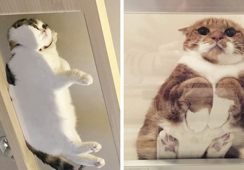 30 Reasons Why Every Cat Owner Should Get A Glass Table
