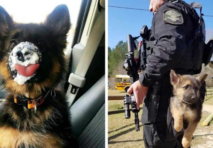 40 Times German Shepherd Puppies Were The Purest Things In The World
