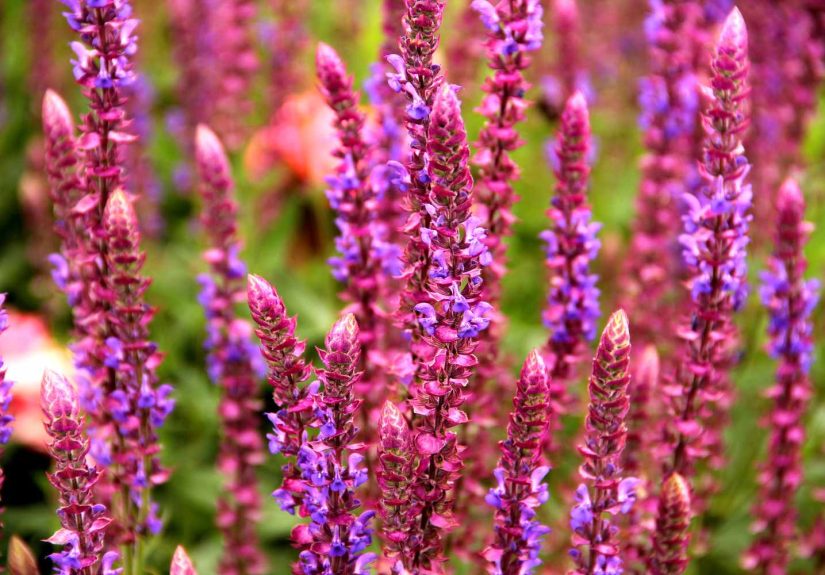 7 Best Perennials to Plant in September Before the Weather Gets Too Cool