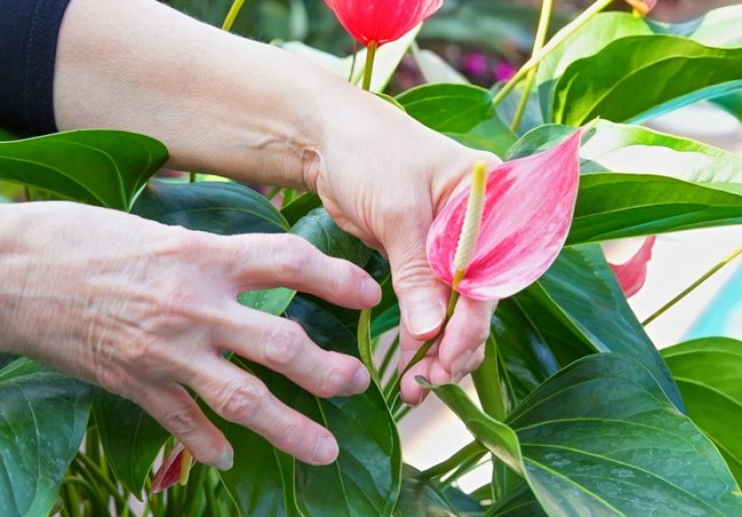 Autoimmune Arthritis: Overview, Symptoms, Treatment