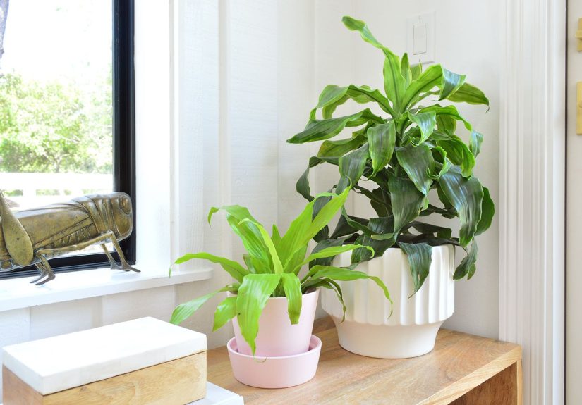 Corn Plant - Care Guide