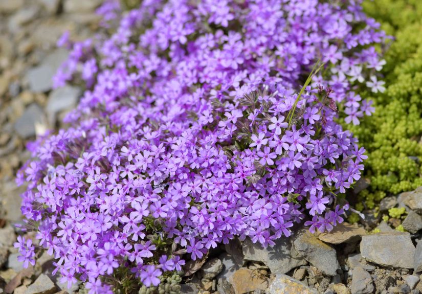 Cutting Back Phlox for Fall? Here’s the Timing and Technique That Work Best