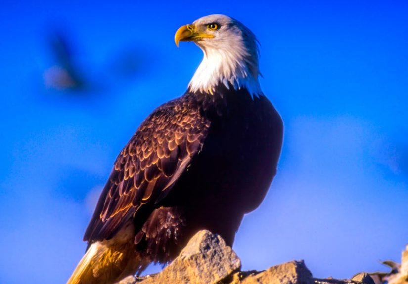 Endangered Species Act - Most Endangered Species 2019