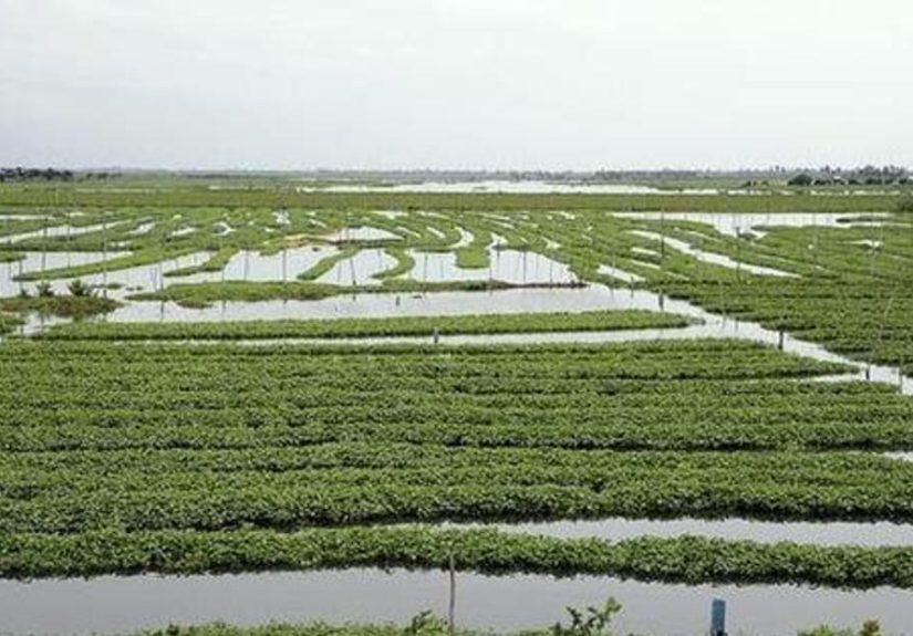 Famous People From Cambodia