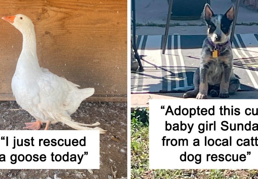 “Furever Home”: 50 Heartwarming Photos Of Pets Finding Happiness With Their New Owners