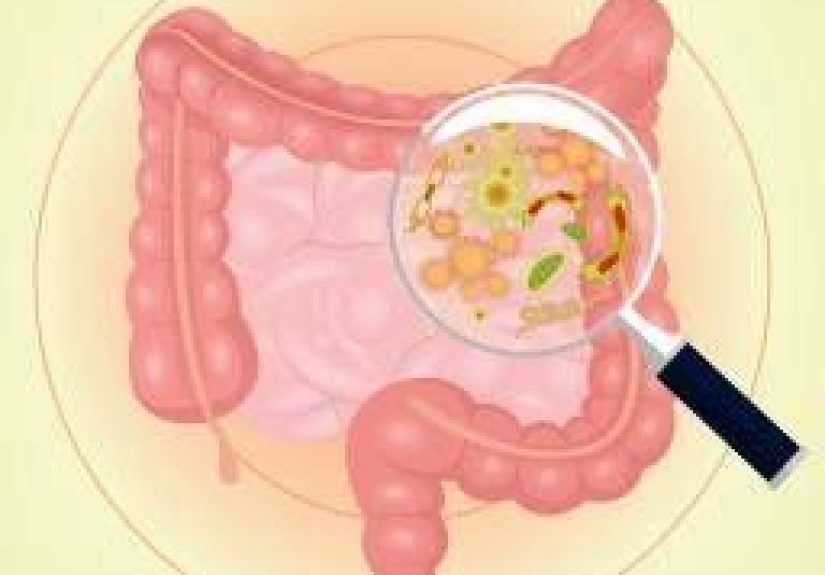 Gut bacteria may affect obesity risk in youth