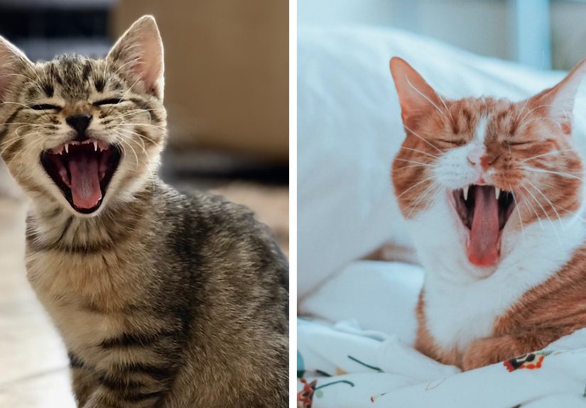 How Many Teeth Do Cats Have? The Mystery of Feline Teeth