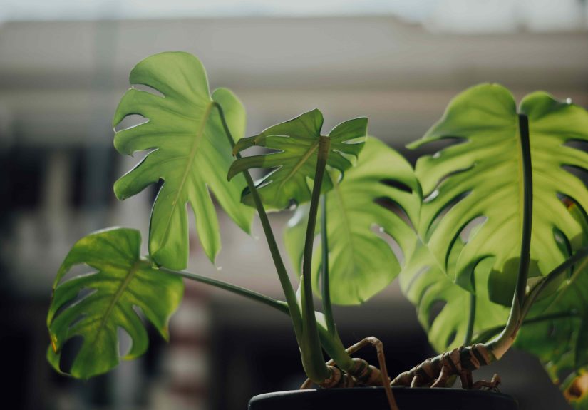 How My Husband Keeps Our Houseplants Thriving in a Dark Apartment