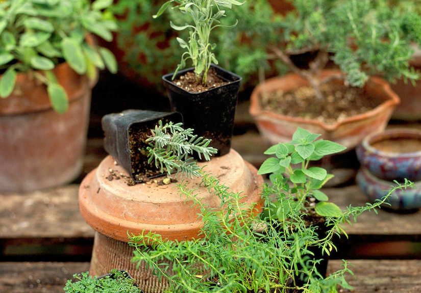 How to Care for Herbs