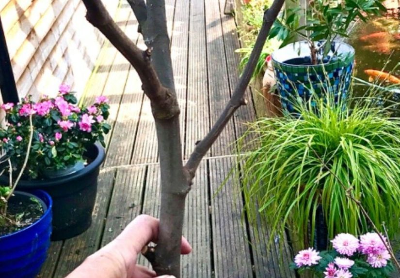 How to Give a Tree Branch a Whole New Look for Your Garden DIY