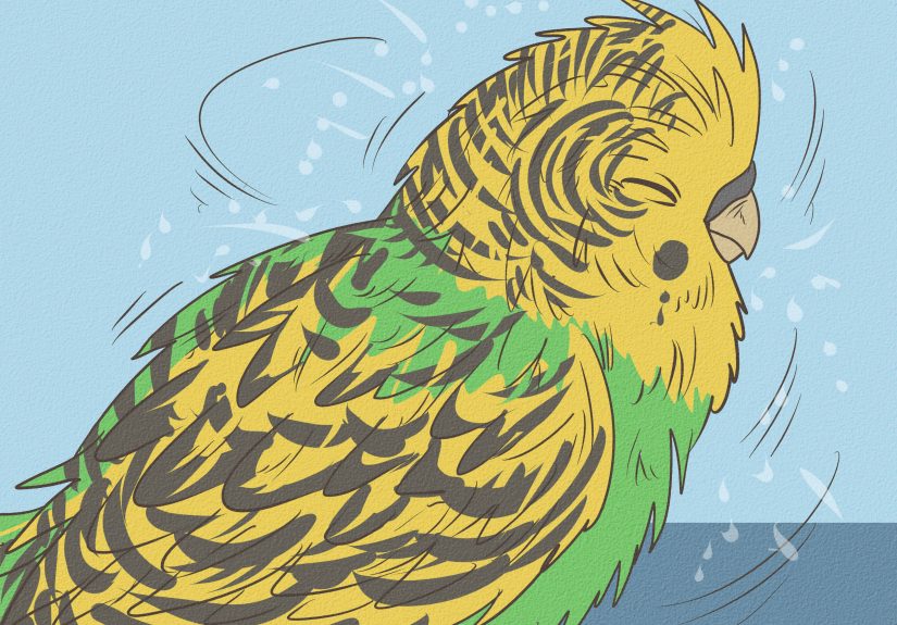 How to Give Your Budgie a Bath: 11 Steps