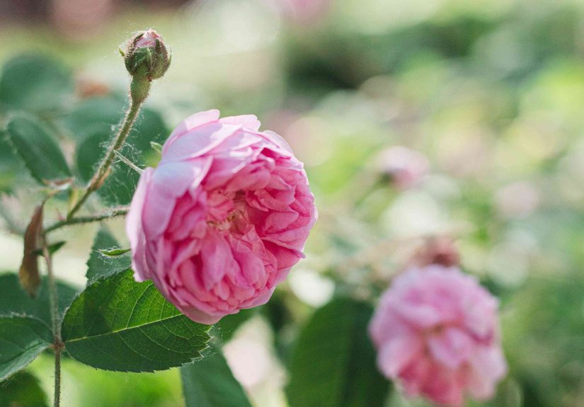 How to Grow and Care for Hybrid Tea Roses