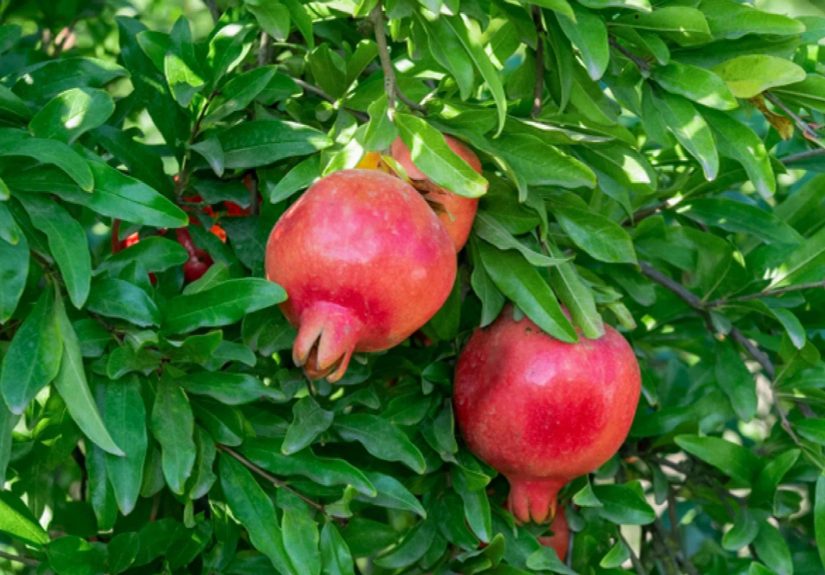 How to Grow and Care for Pomegranate Trees