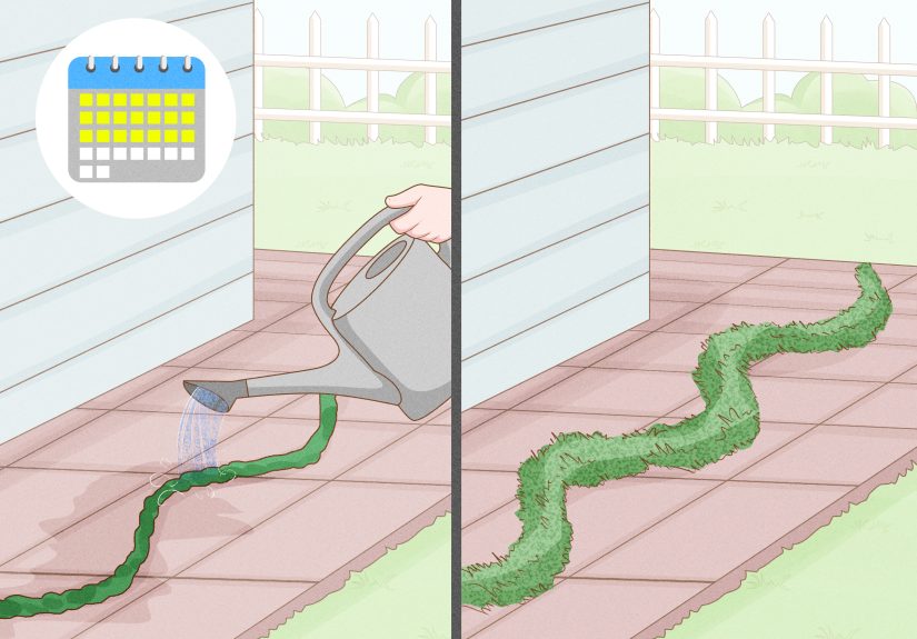 How to Grow Moss: 13 Steps