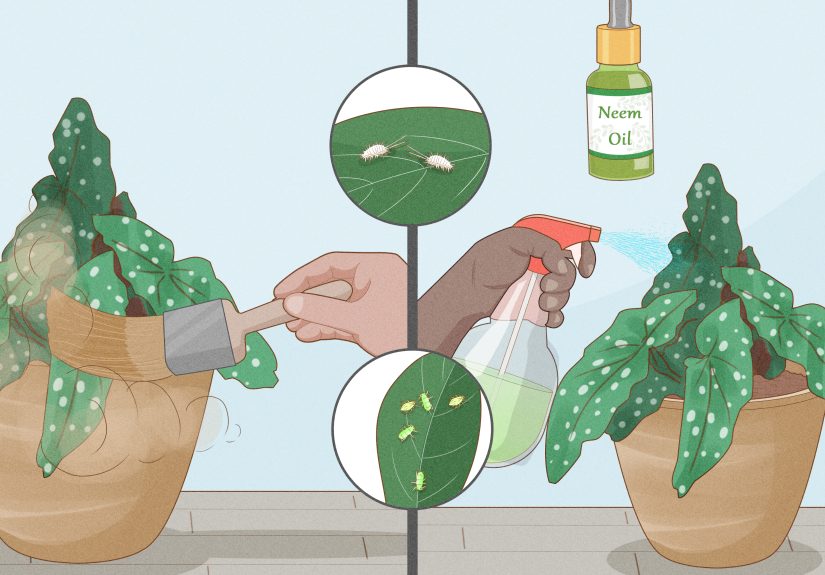 How to Grow Potted Plants