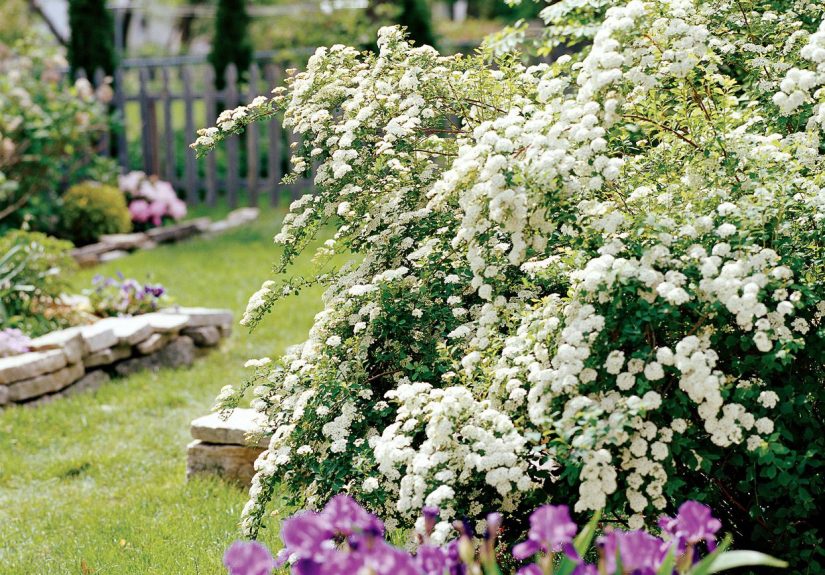 How to Pick the Best Bushes and Shrubs for Landscaping Your Yard