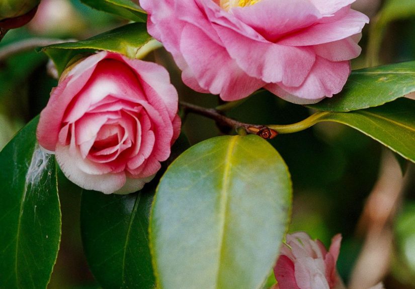 How to Plant and Grow Camellia