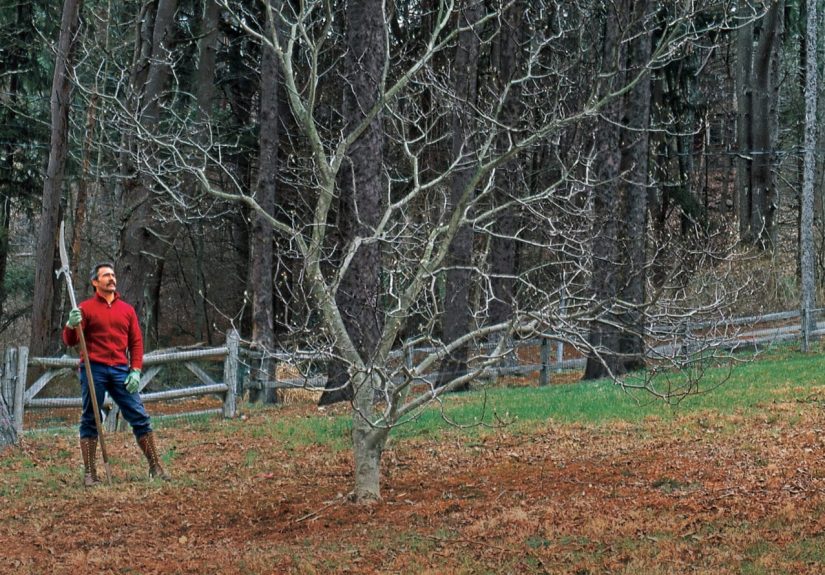 How to Prune a Tree - This Old House