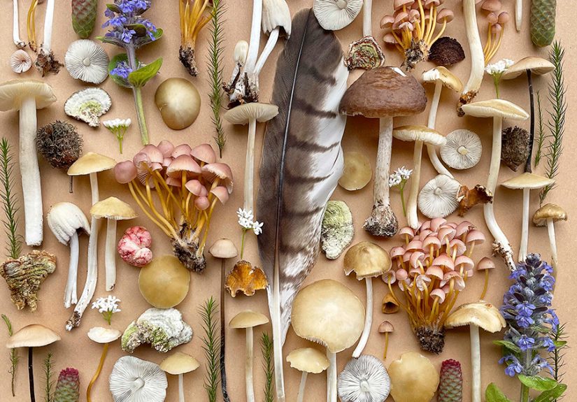 I Create Mushroom Flatlays, And Here Are My 40 Best Photographs Of Them