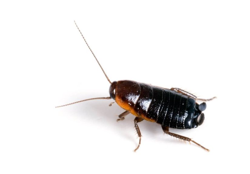 Oriental Cockroaches: How to Identify and Get Rid of Black Roaches