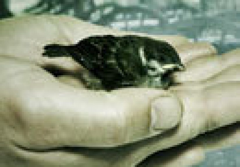 The 5 Most Adorable Stories in the History of War