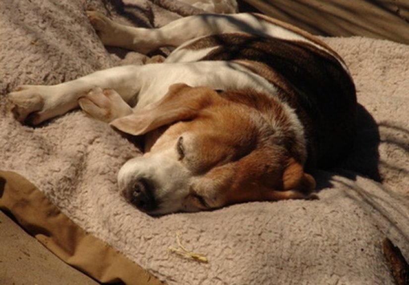 The Best Way to Remove Dog Pee Smell From Carpet