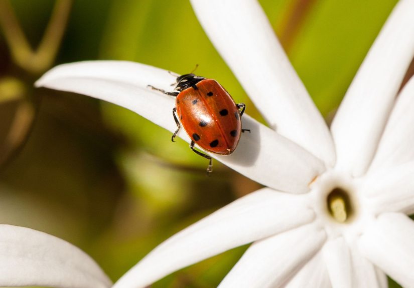 The Easiest Way to Attract Ladybugs to Your Yardand Why Your Garden Will Thank You