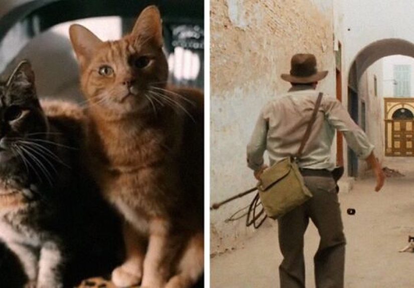 This Twitter Account Asks A Very Important Question: Is There A Cat In This Movie? (30 Pics)