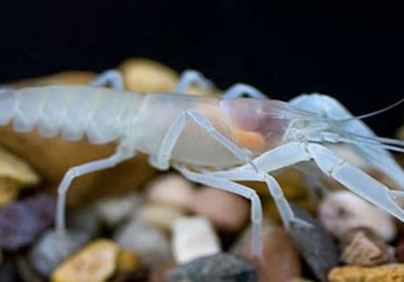 Top 10 Animals That Evolved To Not Need Eyes