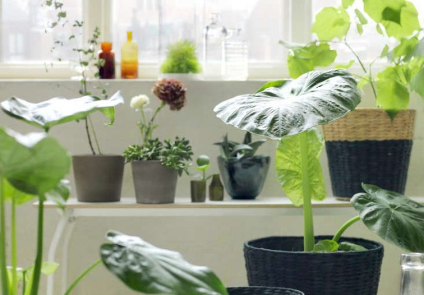 Trending on Gardenista: Bring on the Spring with Michelle Obama (and Ikea's Latest, Too)