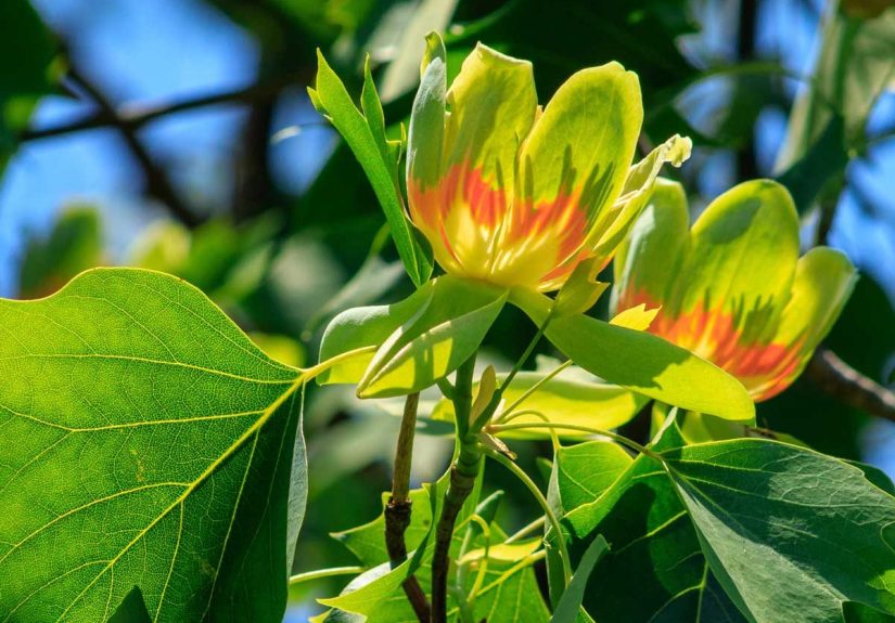 Tulip Tree Guide: How to Plant and Grow a Tulip Tree