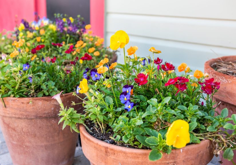 What Should I Put in the Bottom of My Planter?