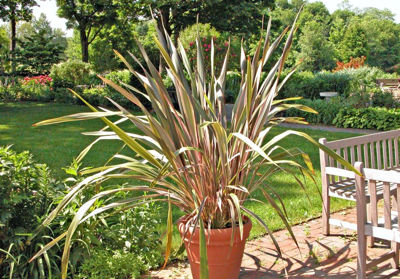 10 Great Ornamental Grasses to Grow in Containers