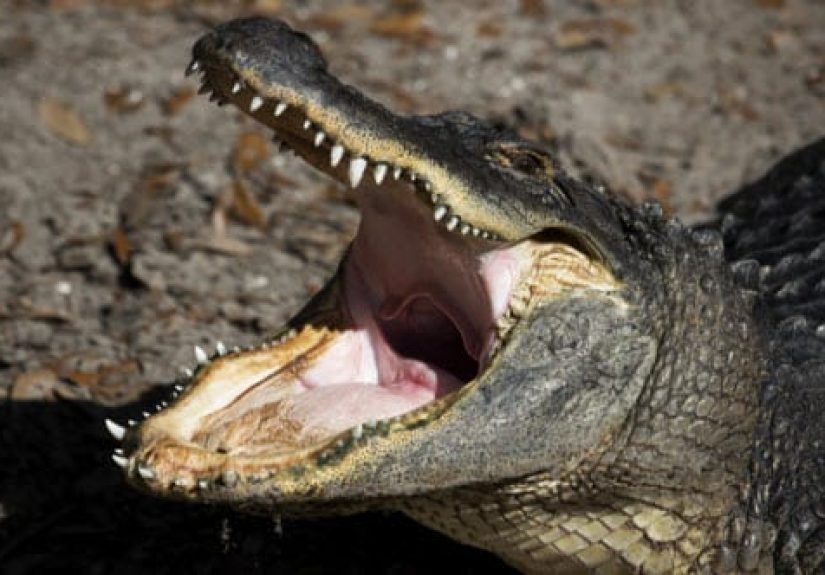 10 of History's Most Bell-Ringing Finishing Moves