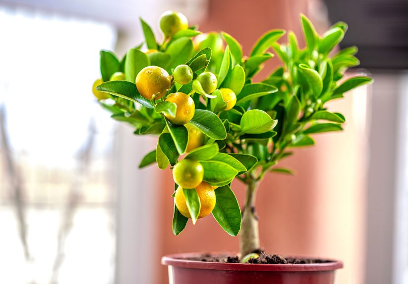 11 Must-Know Tips for Overwintering Citrus Trees Indoors